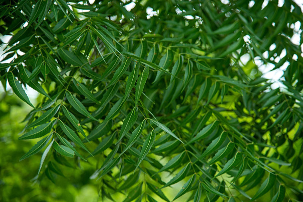 Fresh Neem leaves bunch
