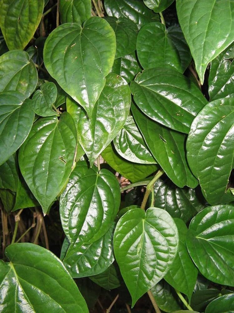 Fresh Betel leaves bunch