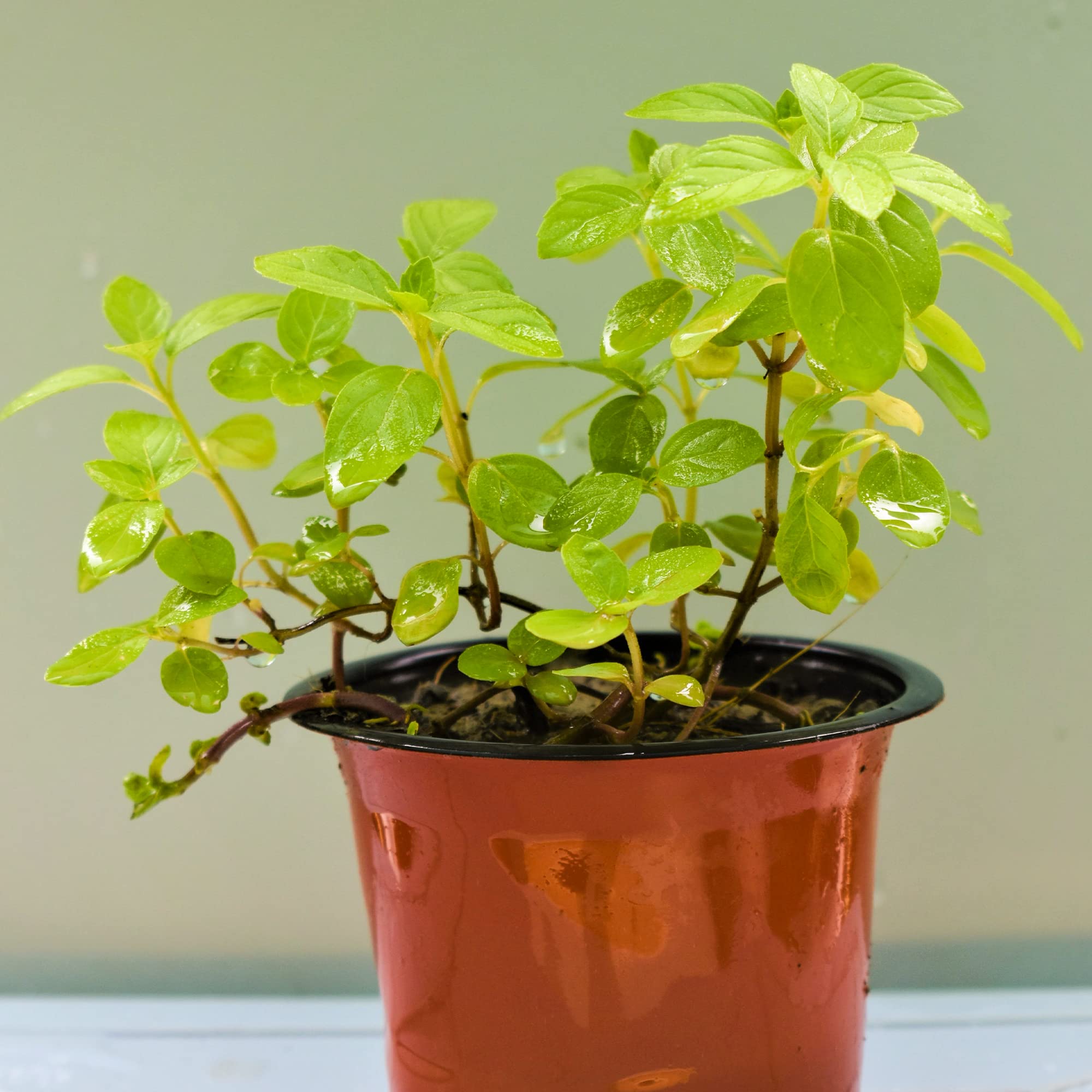 Fresh Tulsi Plant